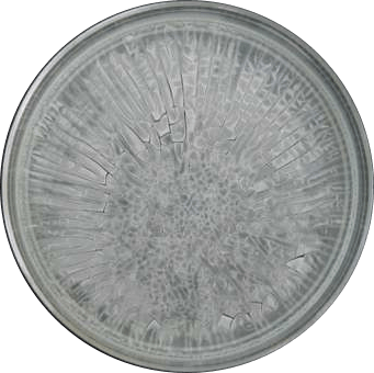 Dried Releasit crystallizing polymer viewed in a petri dish